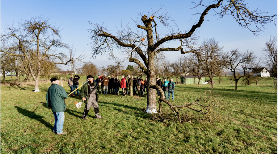 Arboriculteurs : cours de taille